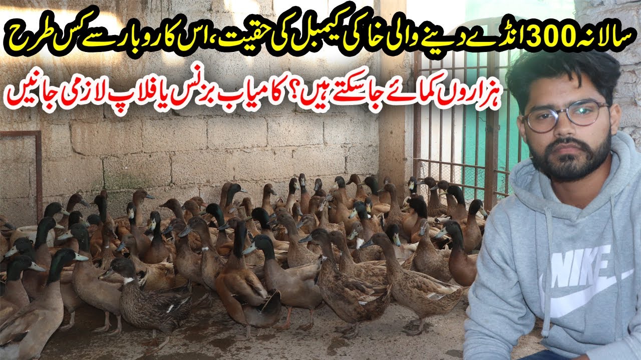 Duck Farming Tips 2021 | Khaki Campbell Ducks | Earn Money From Ducks Farming