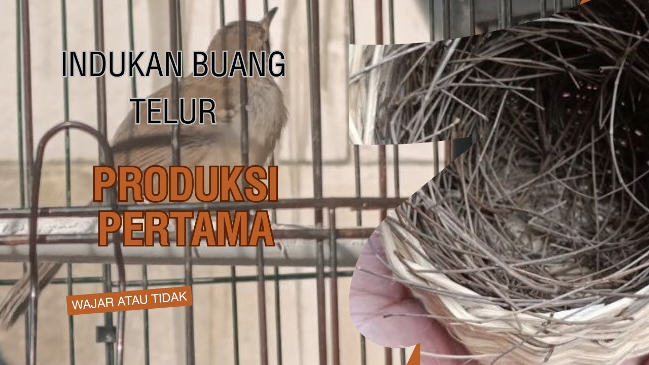 Pengalaman Produksi Awal Ciblek Kristal di Kandang
