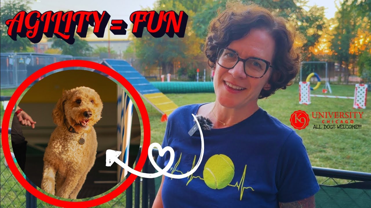 Why Dog Agility Builds Focus & Confidence | Real Owner Experience