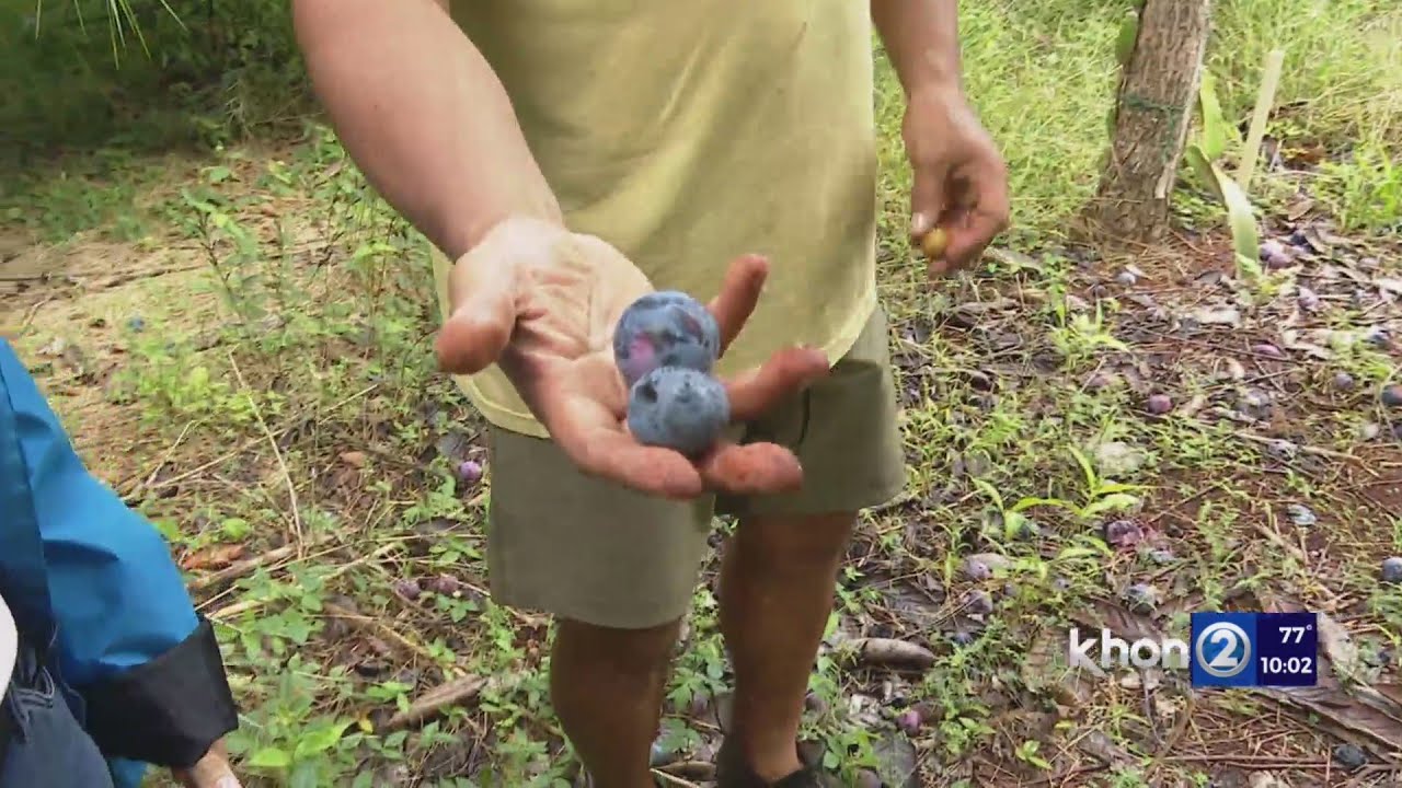 Reforestation, native Hawaiian plants to be farmed on Wahiawa ag land