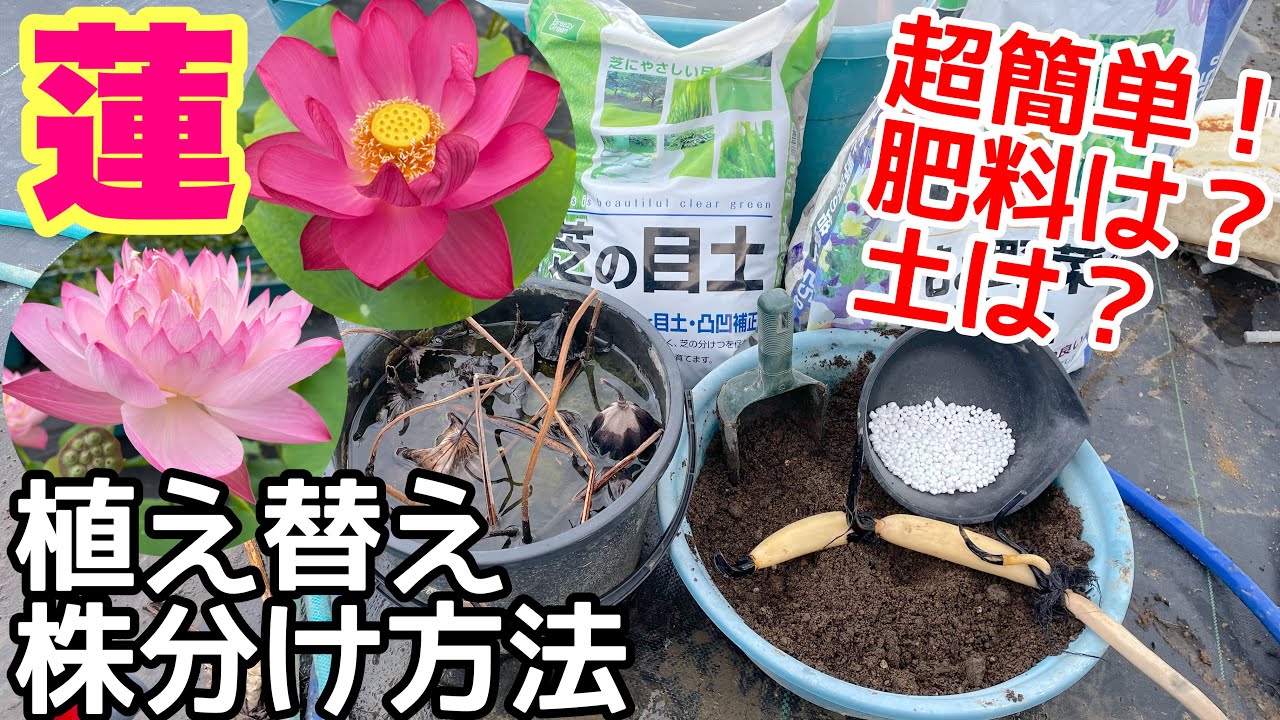 蓮（ハス）の簡単植え替え、株分け方法！毎年必ずしてください！メダカ睡蓮ビオトープ