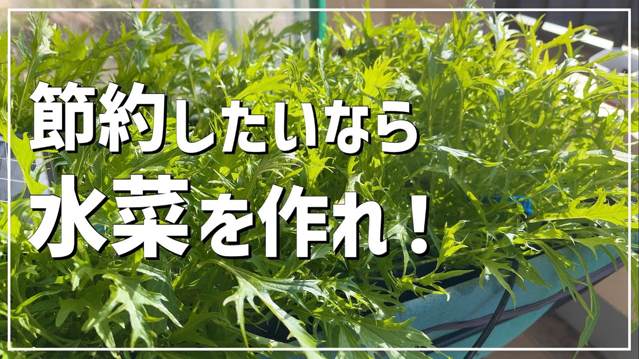 ベランダで57日間水菜を栽培したら、この冬、葉物野菜買う必要なくなりました！ / 水菜の栽培方法 / 57日間の栽培記録 / 秋冬家庭菜園