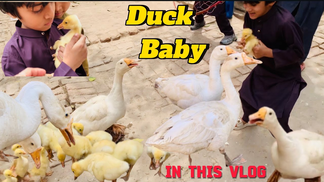 Cute Duckling 🛑 Funnniest Baby Ducks | Angry Video