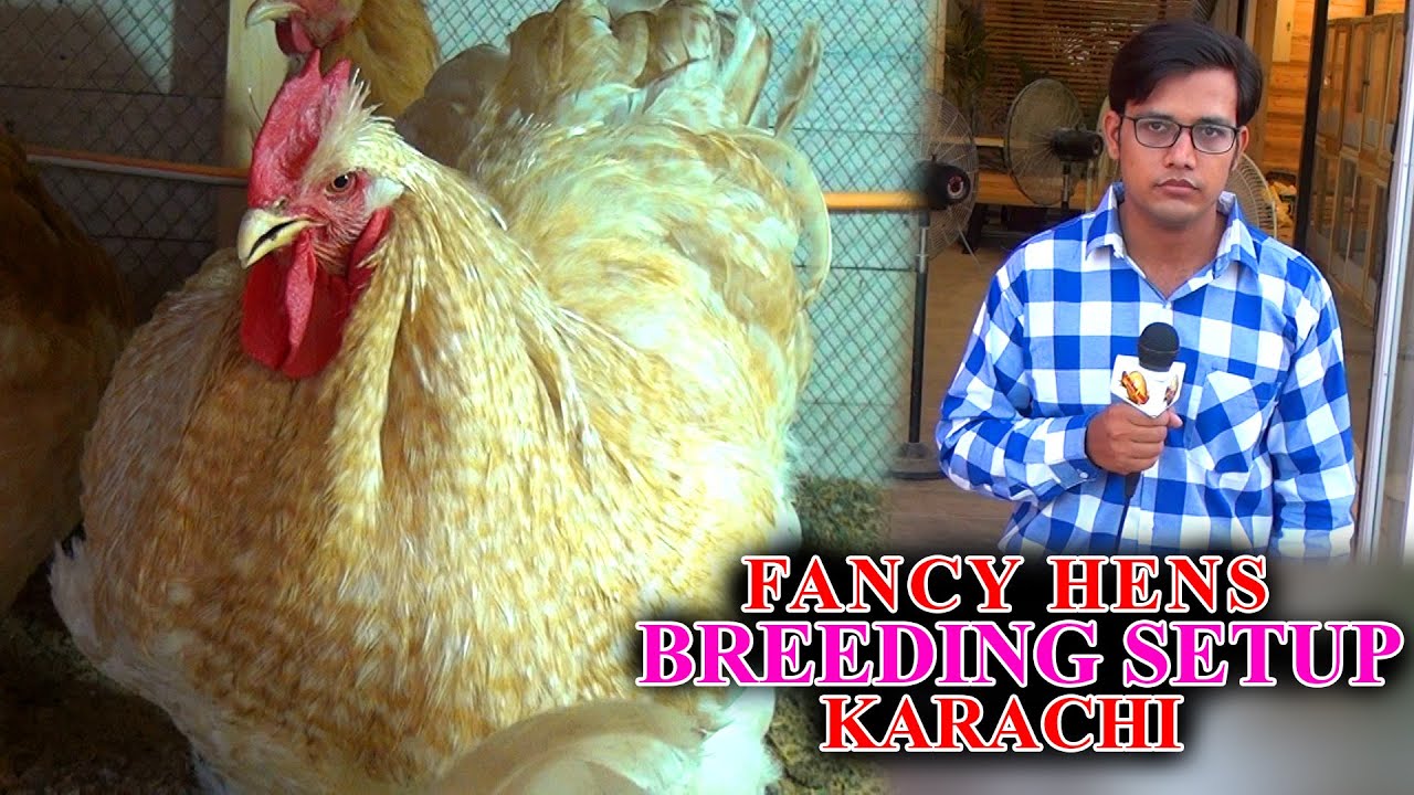 Fancy Hen and Rooster Video Ayam Cemani Buff Brahma Chicken all breed at Poultry Haven In Urdu/Hindi