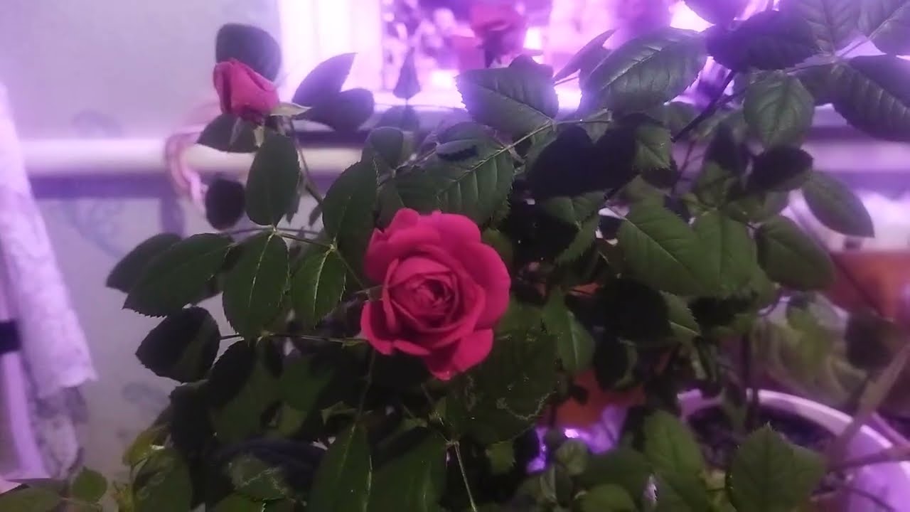 @Кімнатна троянда,підставка на вікно,та про все потроху.#Україна#plants #кімнатнатроянда.