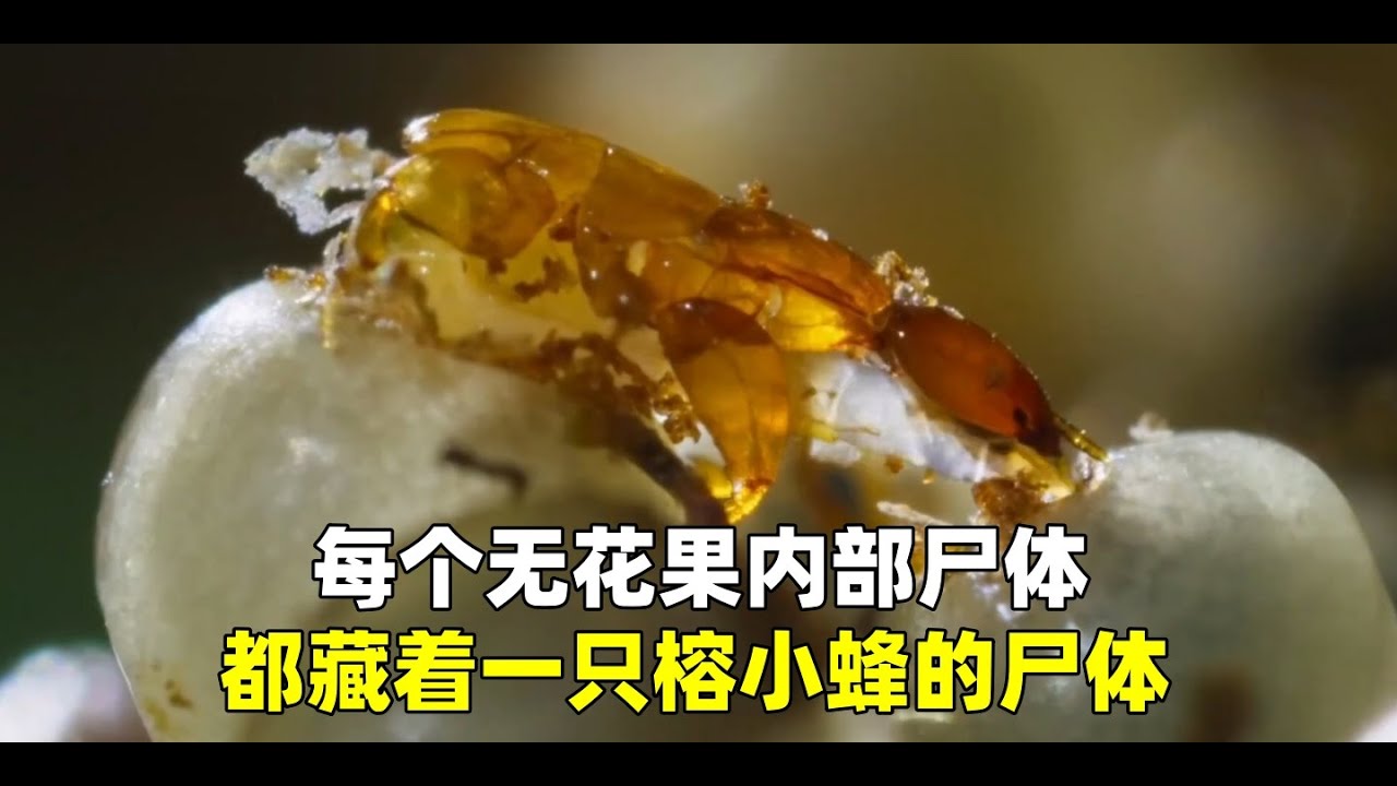 每个无花果内部都藏着一只榕小蜂的尸体  #宠物故事 #动物故事 #暖心故事