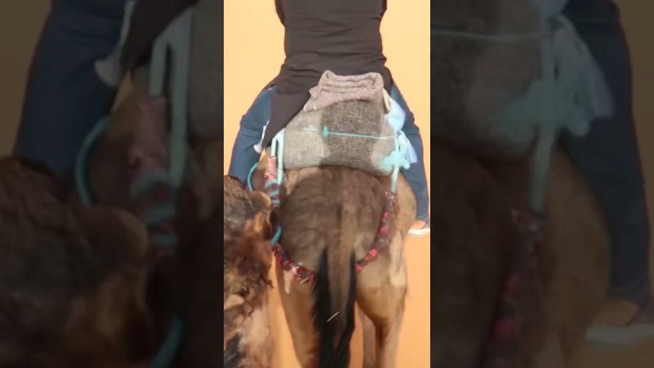Nos fuimos al desierto en camellos buena Ventura 🫣🤣