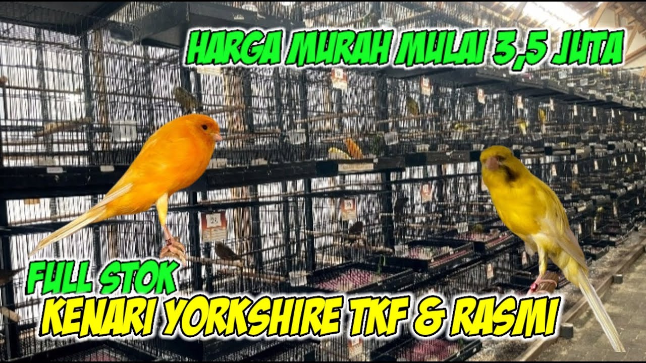 Harga Terjangkau Kenari Yorkshire & Kenari Rasmi #kenarigacor #kenarimania 