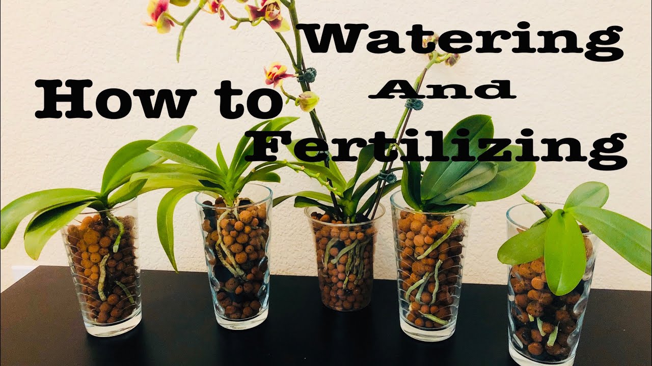 兰花 -陶粒种植的浇水和施肥 Orchid in hydroponic expanded clay pebbles