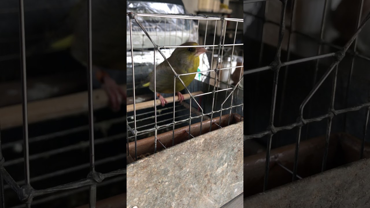 verdun ta malta green finch