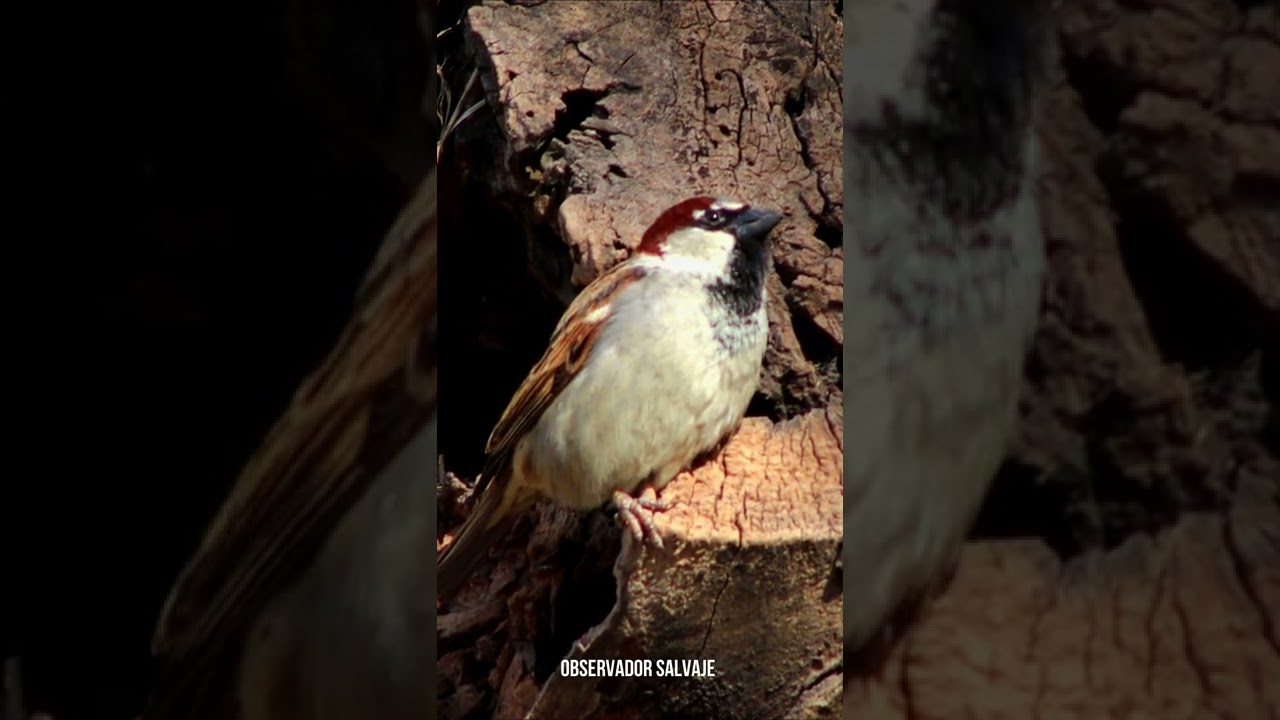 🎵#Gorrion #cantando #shorts #sonido #canto #chirping #sparrow #pardal