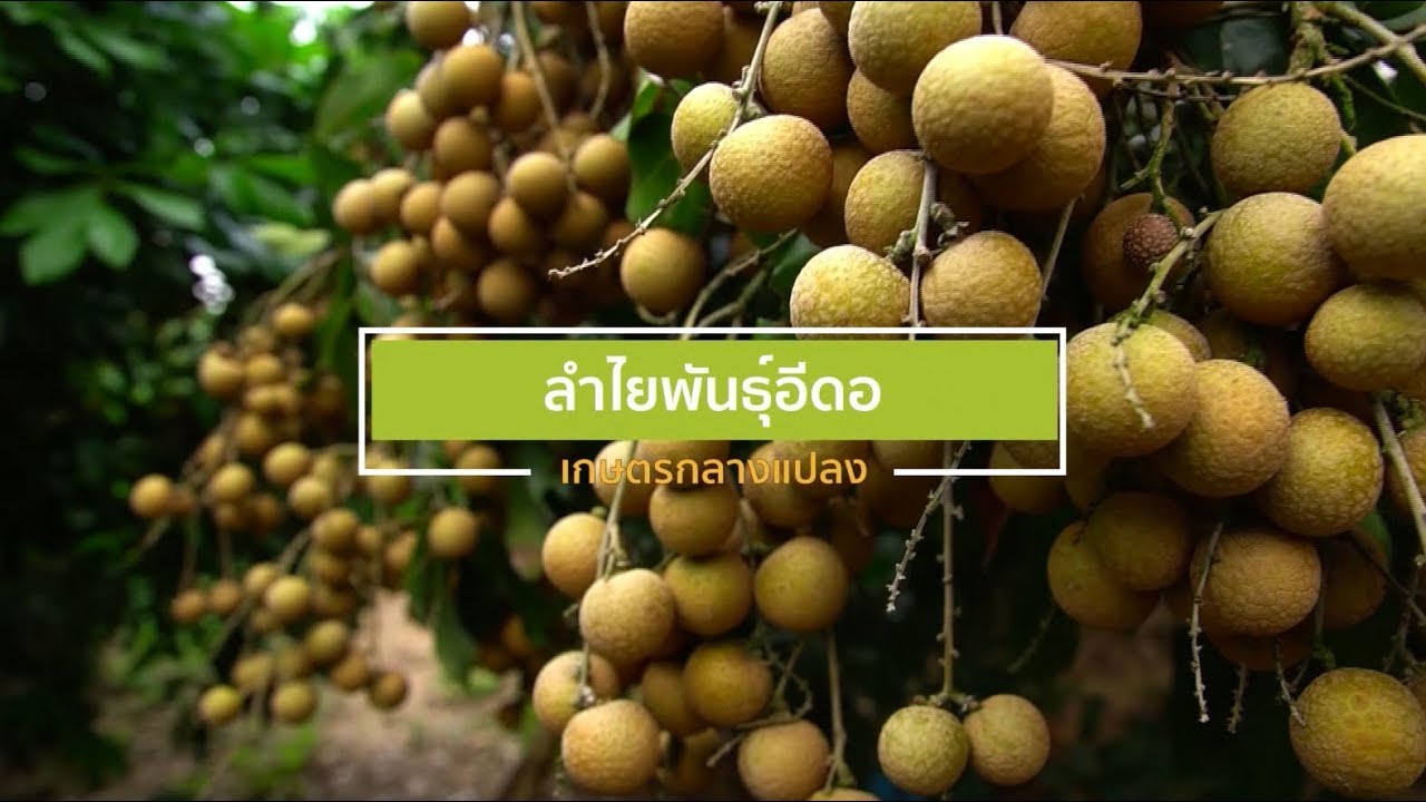 ลำไยอีดอ ดกน้ำหนักดี ได้มาตรฐานส่งนอก l เกษตรกลางแปลง