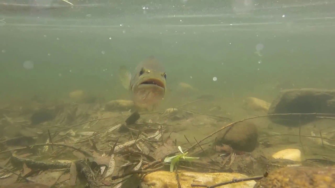 DUCK lure fishing challenge?