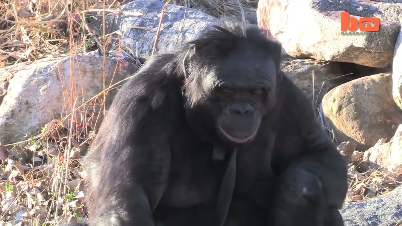 Ape Makes A Fire  Kanzi The Bonobo Makes A Campfire