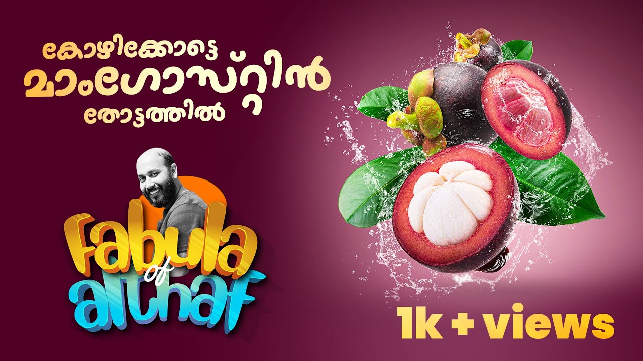 Mangosteen plant @ calicut കാട്ടമ്പി എന്ന മാഗോസ്റ്റിൻ  കോഴിക്കോട് അടിവാരത്തിലുള്ള തോട്ടത്തിൽ