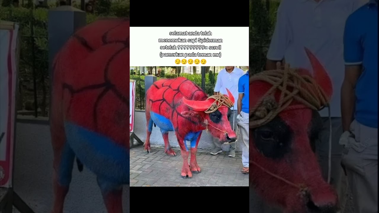 Sapiderman#fyシ゚ #harusberanda #fyシ゚ #harusberanda #fyシ゚ #fyシ゚ #fyシ゚