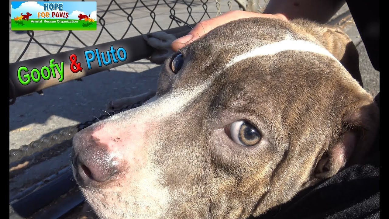 Homeless Pit Bull brothers, Goofy and Pluto almost got away from us!!!  PHEW!!! #pitbull