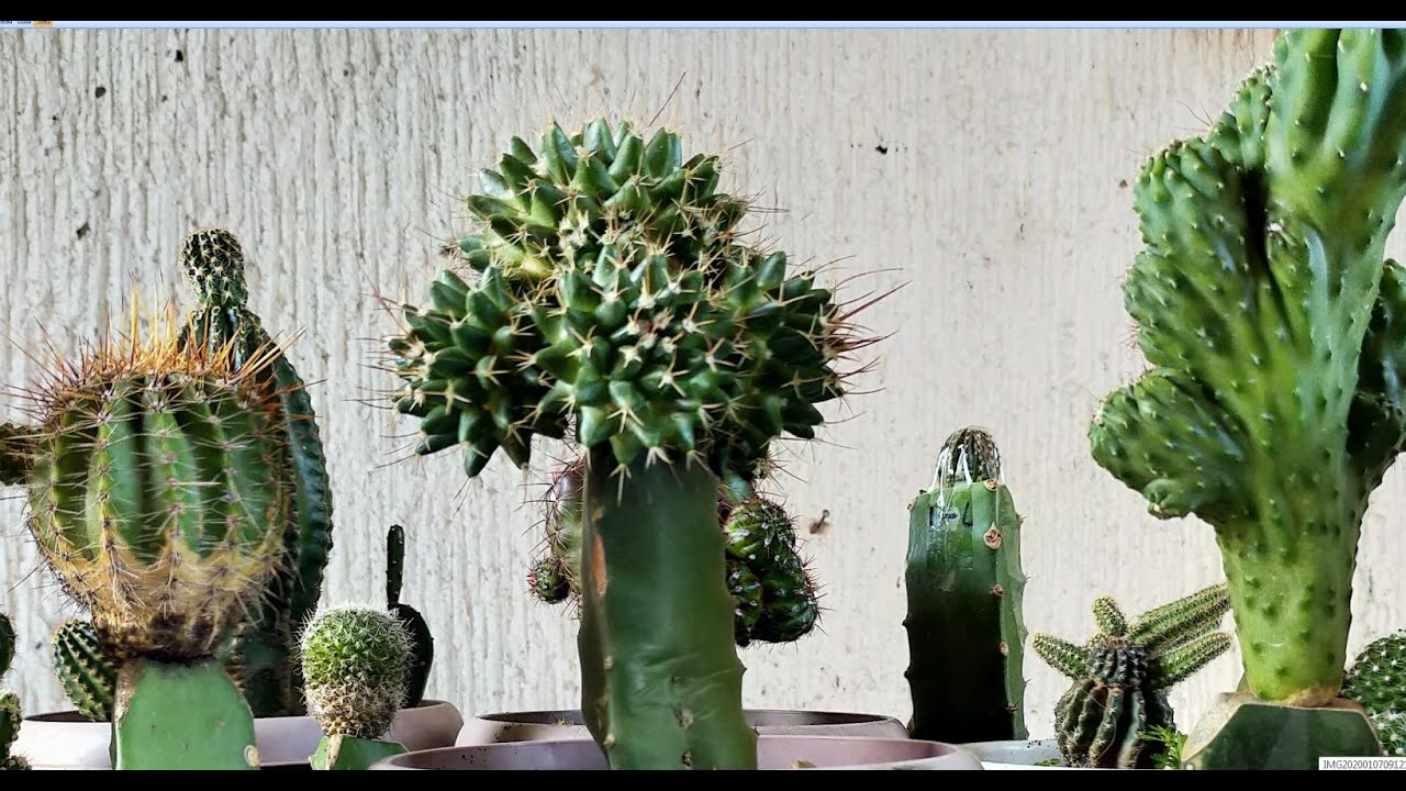 Grafting Cactus of different varieties using Dragon Fruit