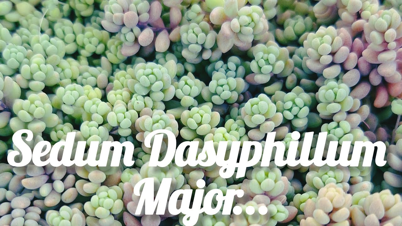 Sedum dasyphyllum major cuidados y reproducción básicos. #garden #flowers #plantas #mexico #jardin