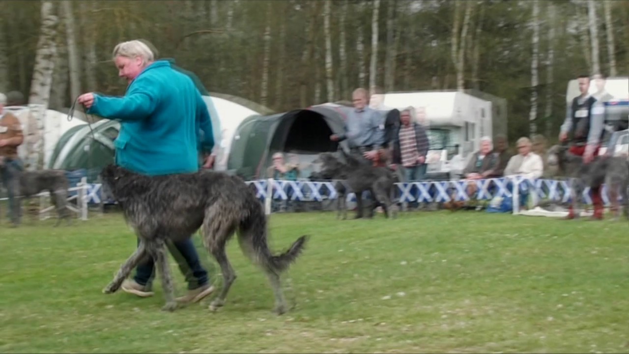 JAS Deerhound 2017