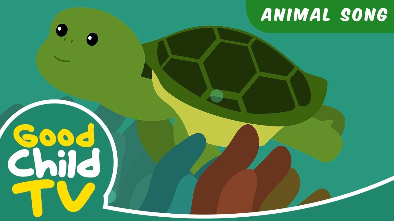 Kids Song - The Turtle Song | Animal Songs
