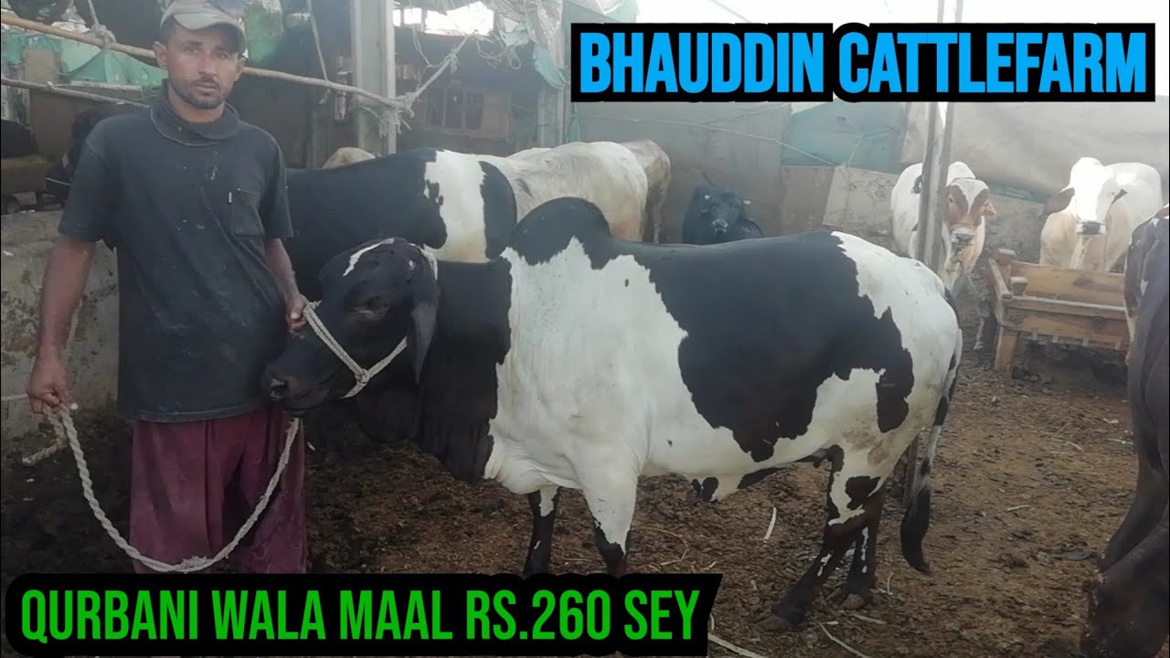 bhauddin cattlefarm location sohrab goth insaaf hospital Karachi contact bhauddin bhai 0327 2195621