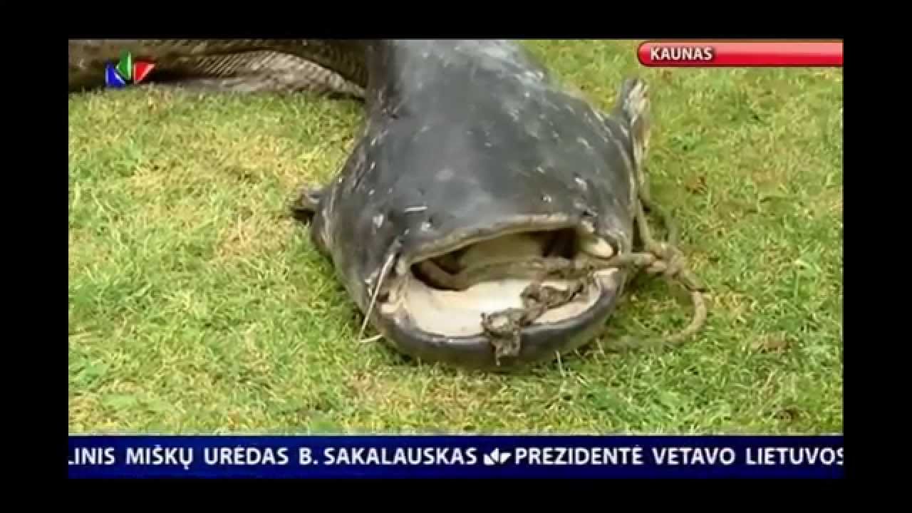 2.30m ilgio beveik 80kg šamas