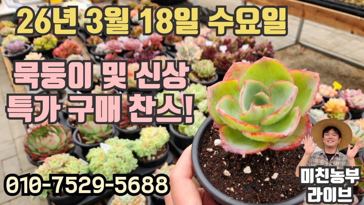 2026.3.18 미친농부 라이브 #다육#다육이#식물#succulent#くしょくぶつ#crazyfarmer