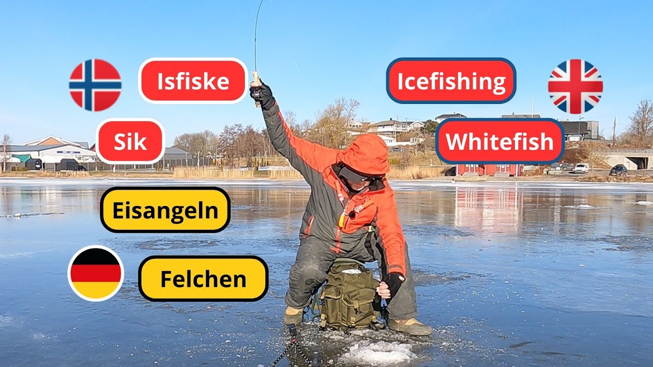 Sikfiske på isen med mormyska. Icefishing after whitefish.  #isfiske #Sik #mormyska