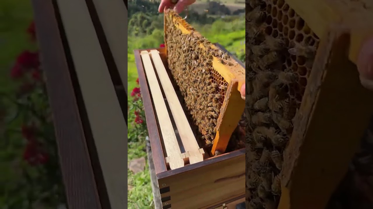 Splitting your hive in early spring - beekeeping with a Flow Hive