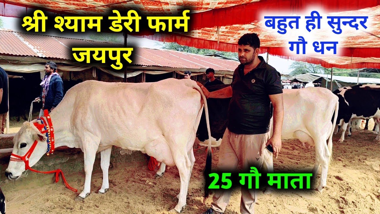 Jaipur hatwada | jaipur cow mandi श्री श्याम डेरी फार्म जयपुर | jaipur Pashu mandi 26 अक्टूबर 2025