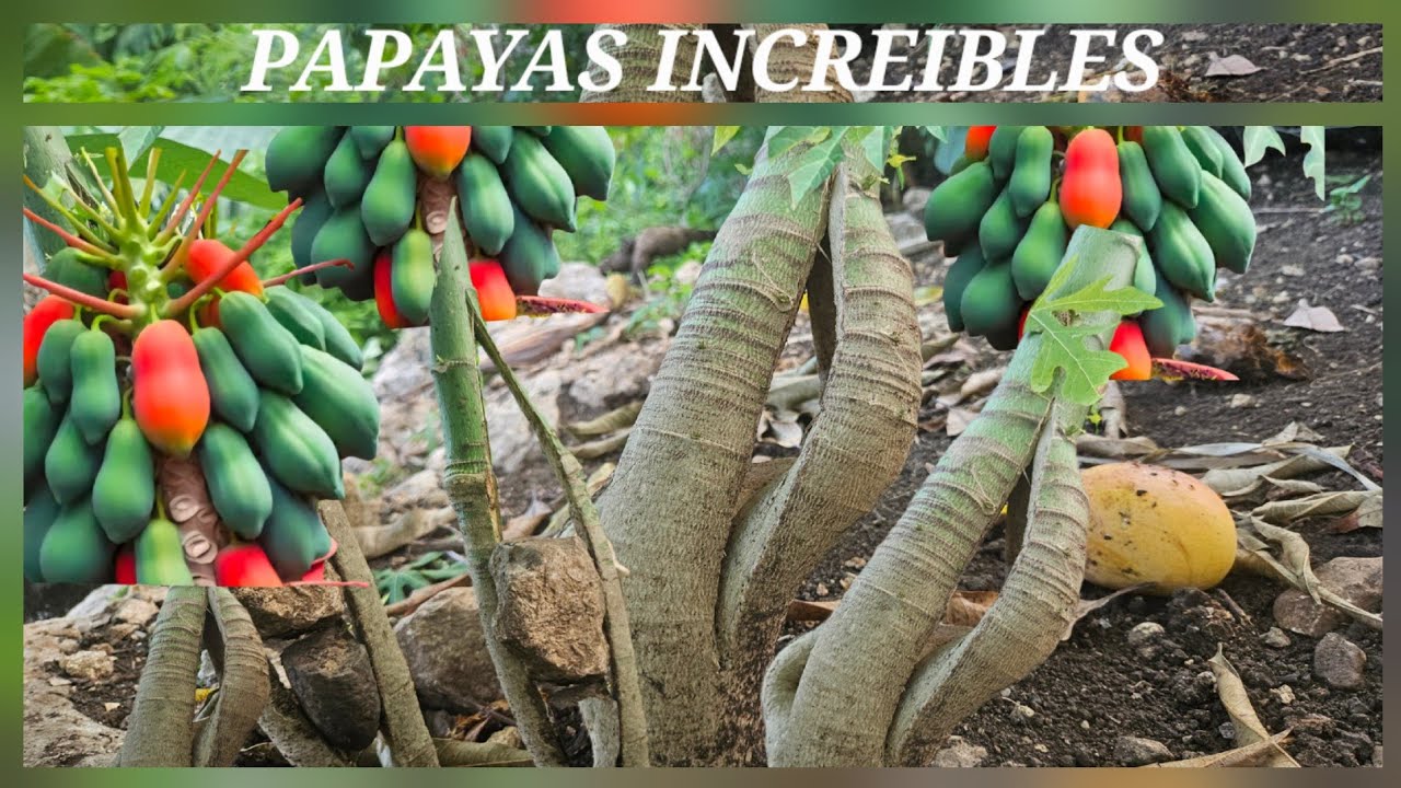 Las papayas reventaran con mucho fruto en poco tiempo y seran enanas con estas tres forma de capado