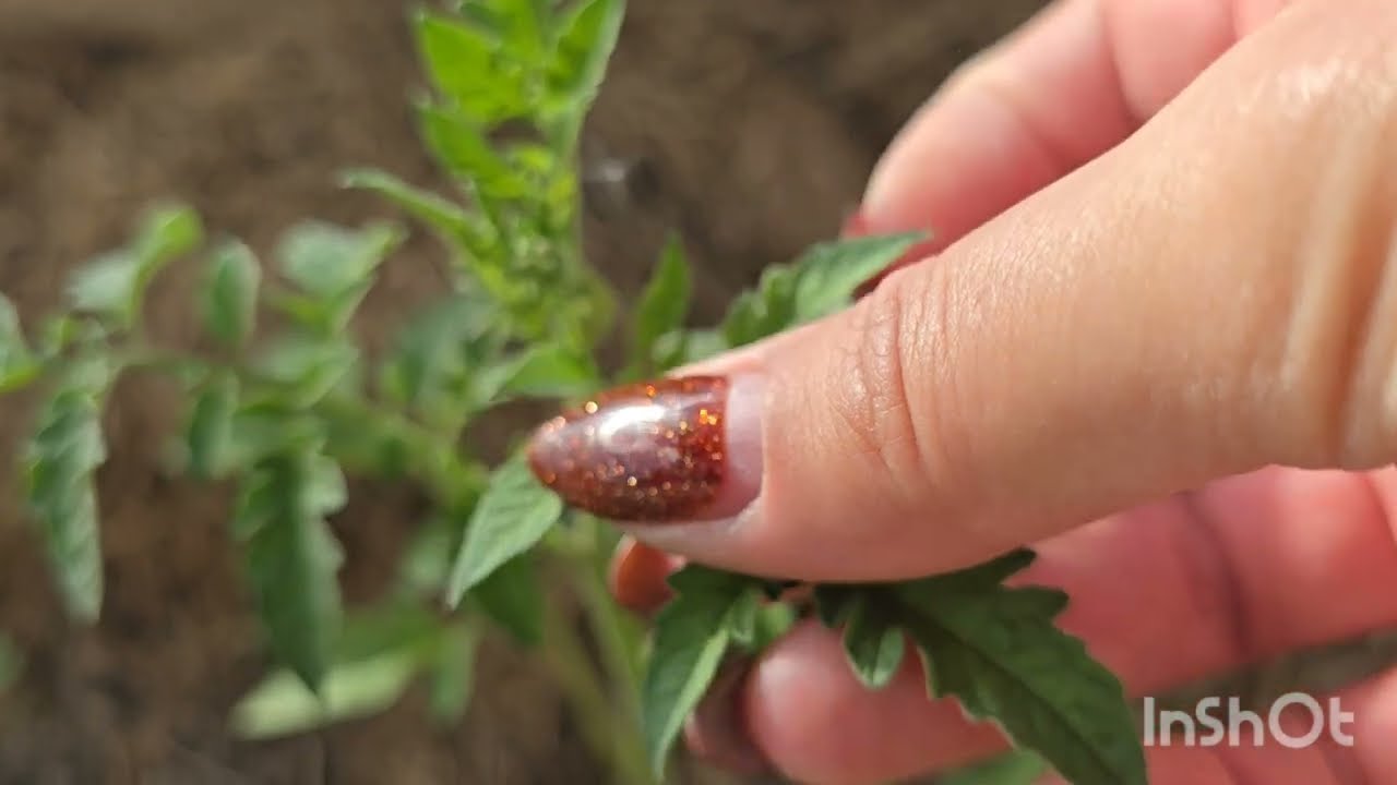 ПРИРОСТ РАССАДЫ СРАЗУ. УХОД ЗА ТОМАТАМИ ПОСЛЕ ВЫСАДКИ. НАСЛАЖДАЕМСЯ ПОЛНОЦЕННЫМ УРОЖАЕМ. УДОБРЕНИЕ.