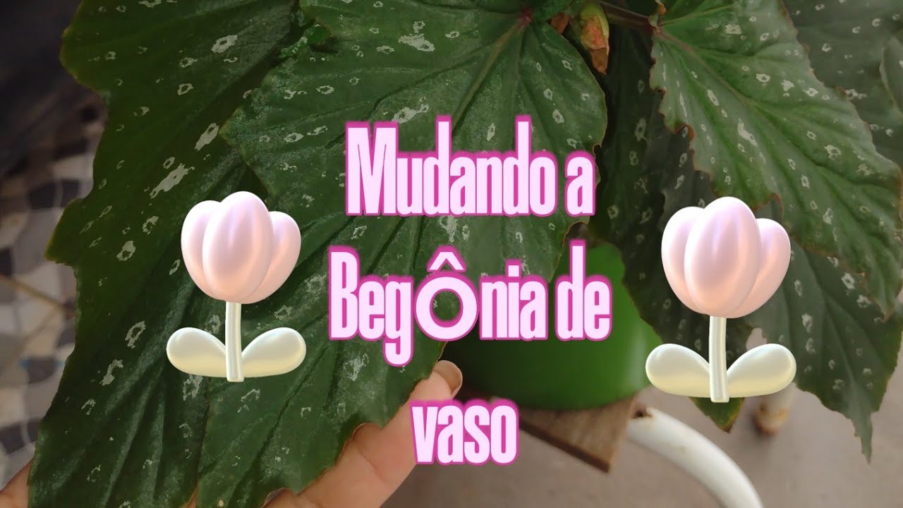 Mudando o vaso da Begônia Asa de Anjo 🌿 #begonia #fyp #plantas 