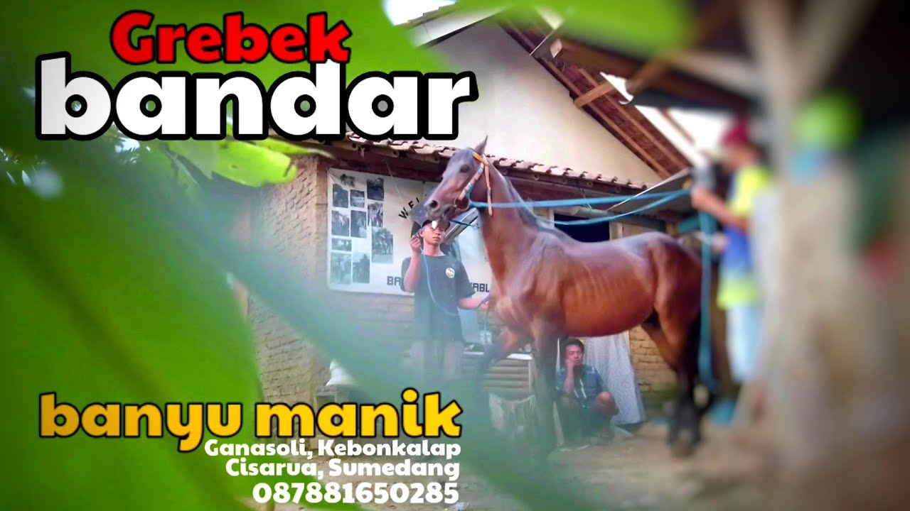 GREBEK BANDAR KUDA RENGGONG