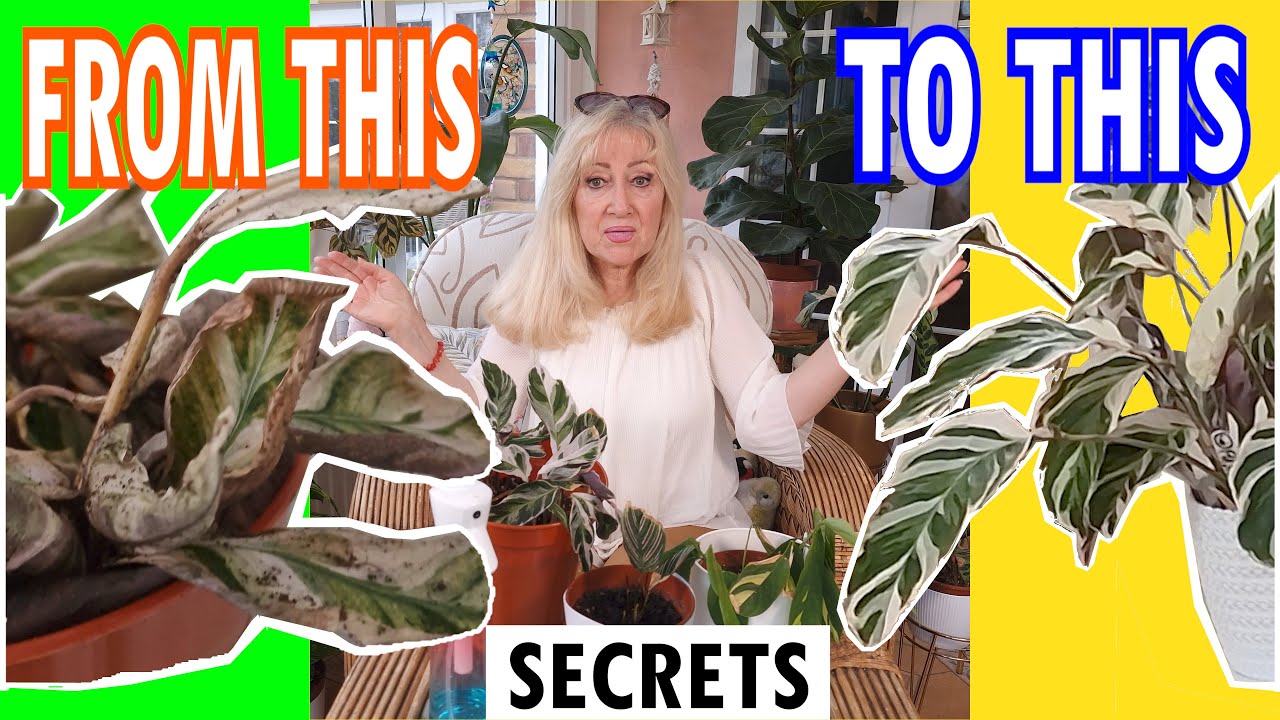Calathea 101 Survival Secrets | How to REVIVE & Renew Your Prayer Plants | Care Tips & Tricks