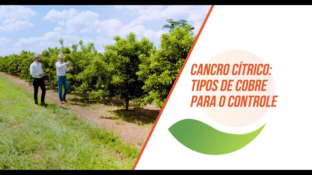 Cancro cítrico: tipos de cobre para o controle