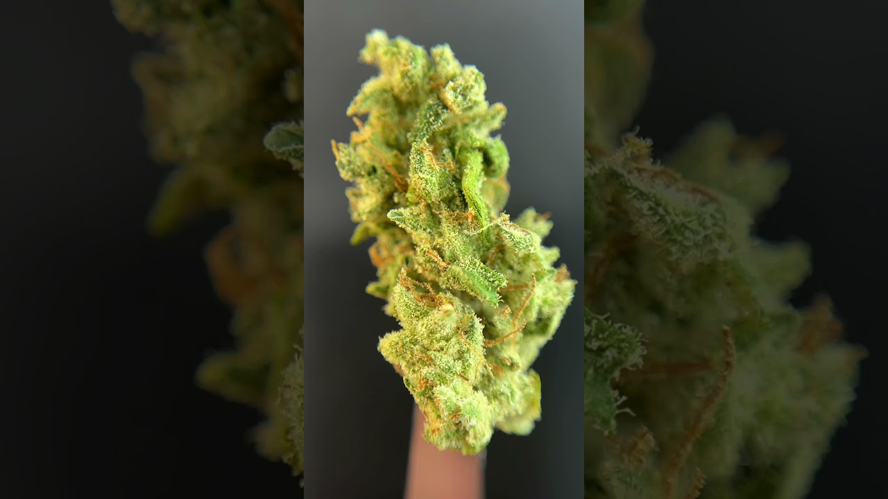 Sour Amnesia Haze by Shelter Craft x Vert West