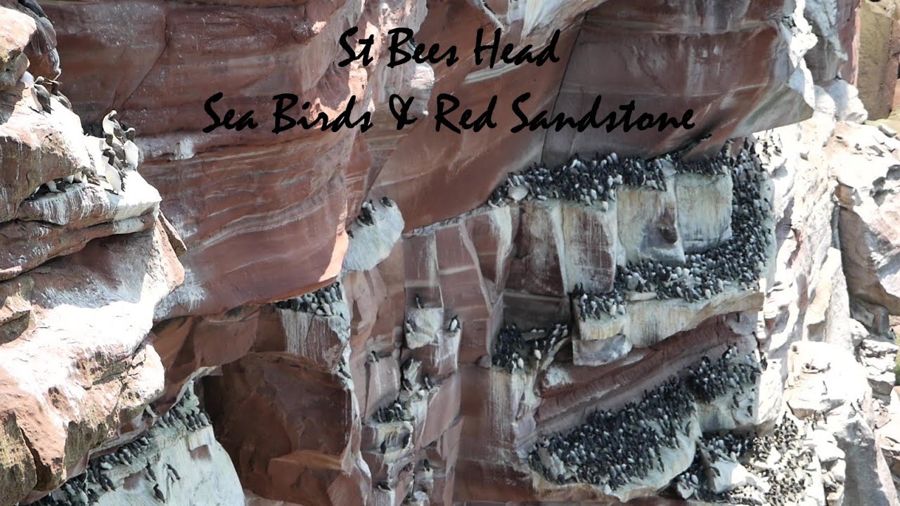 St Bees Head Sea Birds & Red Sandstone