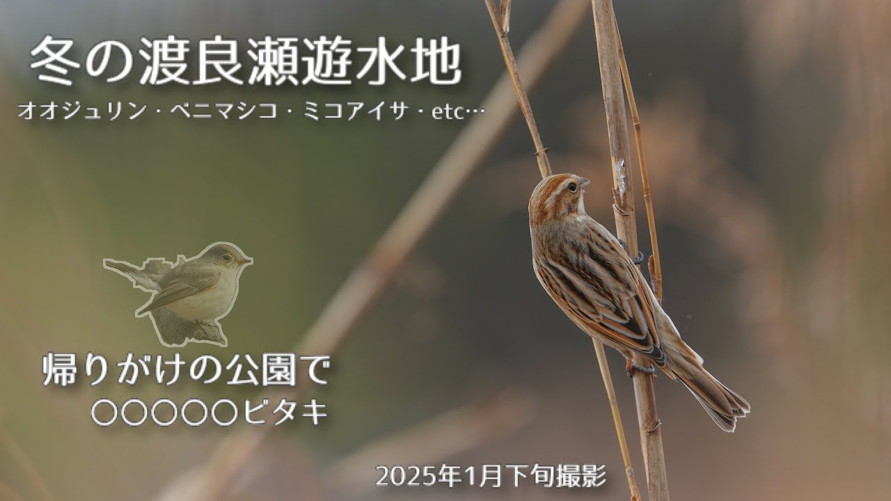 【野鳥撮影】冬の渡良瀬遊水地　オオジュリン・ベニマシコ・ミコアイサ・etc… 帰りがけの公園で〇〇〇〇〇ビタキ
