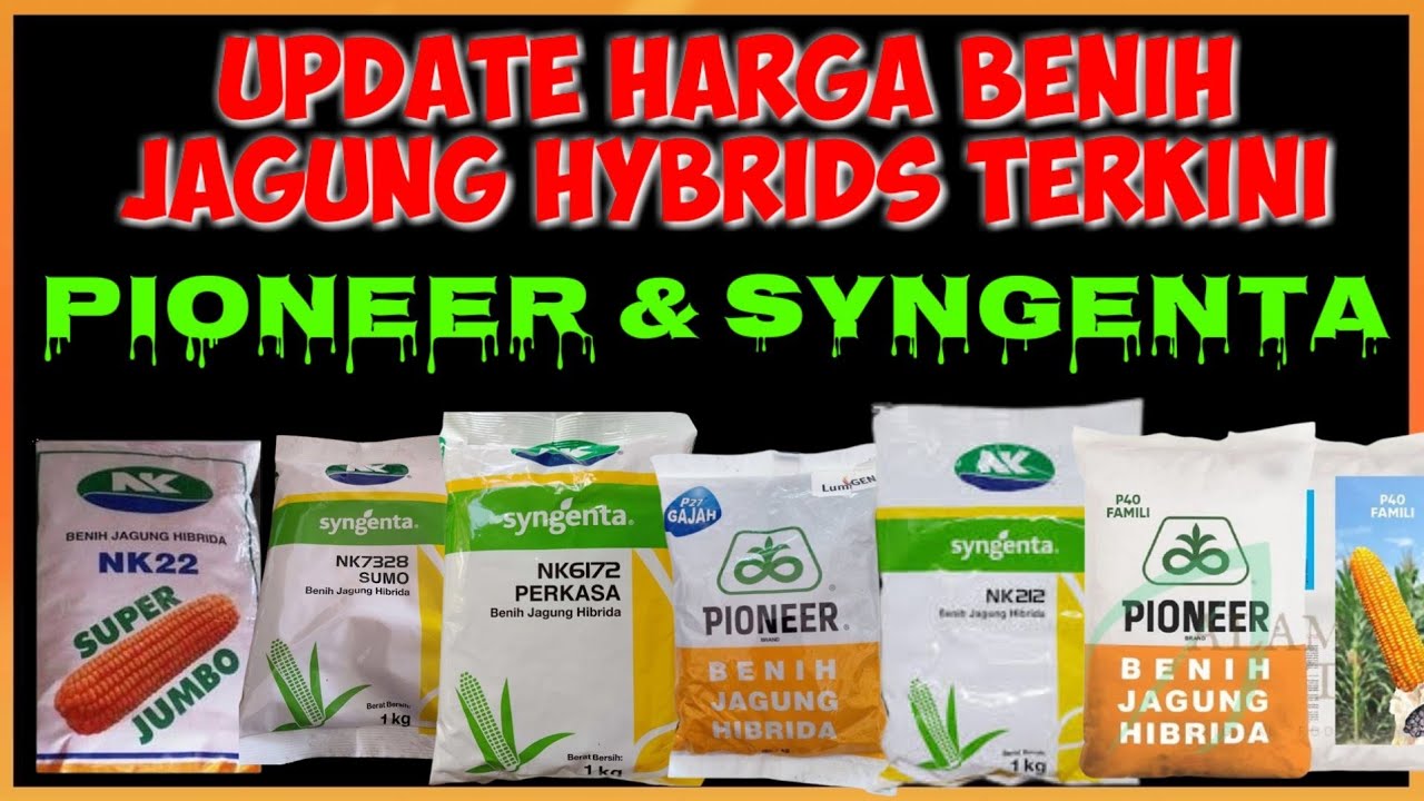 HARGA BENIH JAGUNG PIONEER DAN SYNGENTA TERBARU||THE LATEST PRICE OF CORN SEED PIONEER AND SYNGENTA