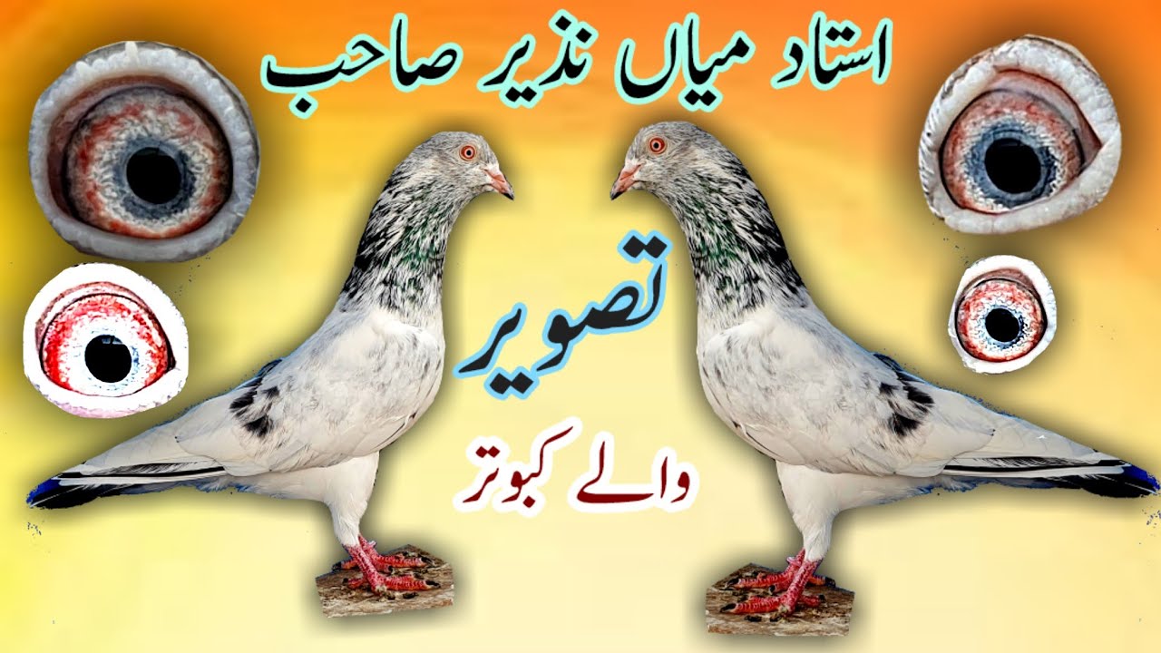 Ustad Mian Nazeer | Tasveer waly | Golden | Pigeon | Saif Ullah Khan Of Kasur 03000300014 ☎️