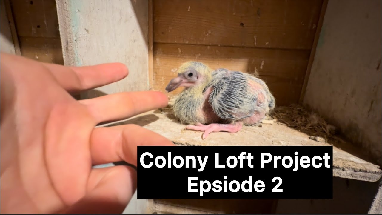 Colony Loft Project Epsiode 2