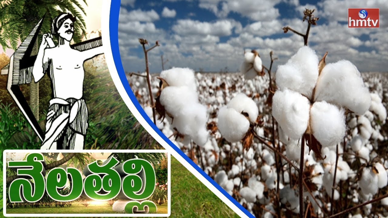 Cotton Production Information Guide To CCI Centers | Nela Talli | HMTV