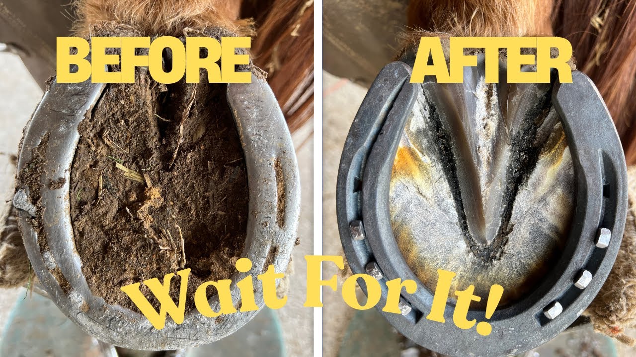Satisfying Horse Hoof Transformation. 