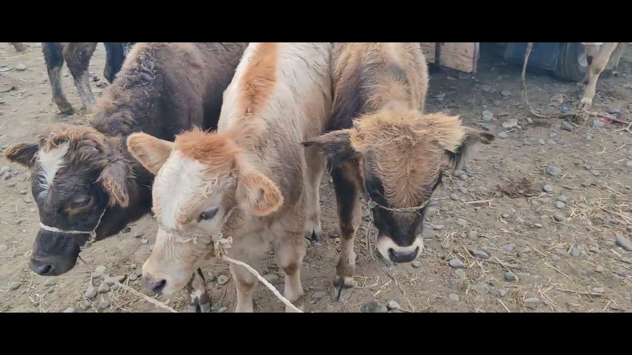Sabirabad Mal Bazarı 09 Noyabr 2023 Yeni Vidio Çəkiliş.   051_070(888-82-81) #dana #malbazari