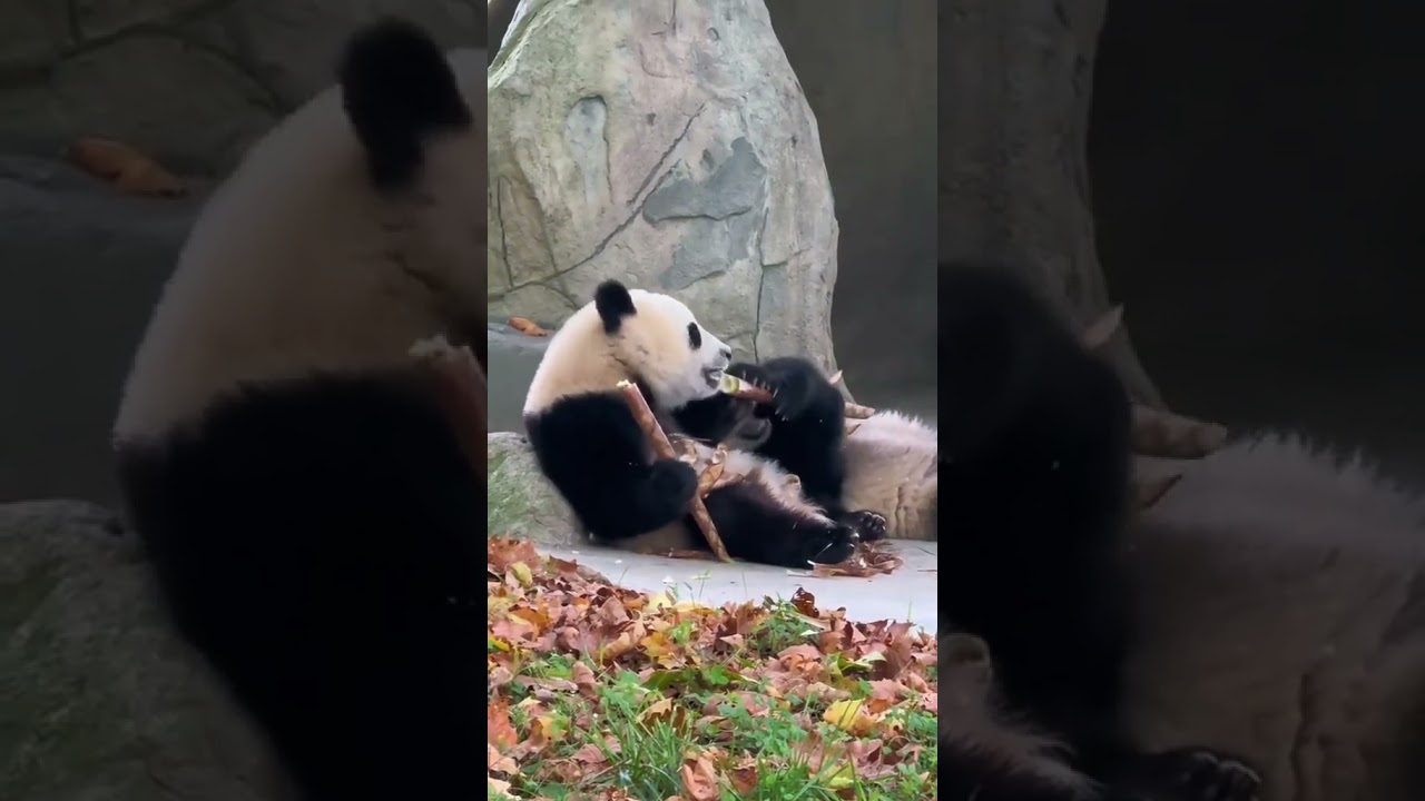Cutest Panda Moment Caught on Camera! 🐼🔥 #PandaCore #Viral