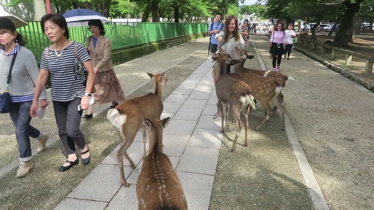 Cidade de Nara e seus Cervos