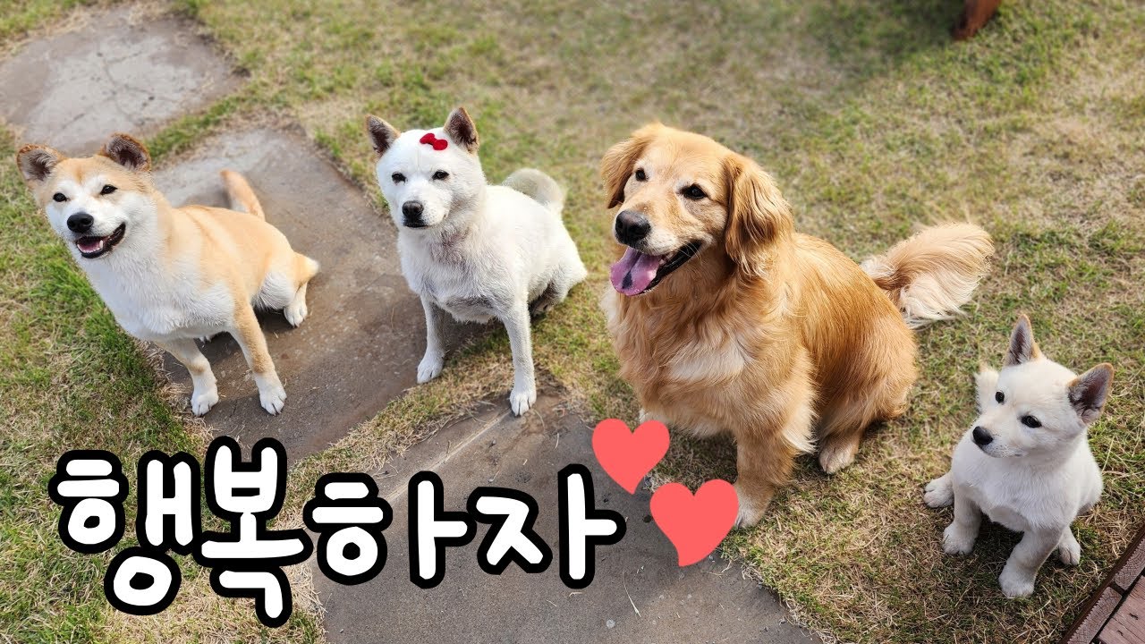 이곳은 유기견 임시보호 카페입니다