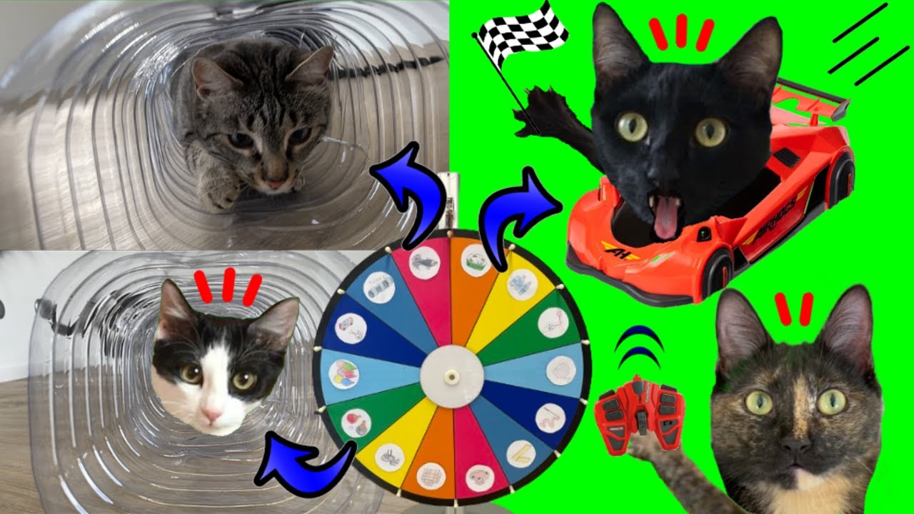 La ruleta decide retos y juegos para gatos graciosos Luna y Estrella / Videos de gatitos chistosos